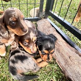 Dachshund Puppies from Waddell Weenies