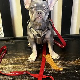 Mysaria) - French Bulldog puppy from Blackoutbulldogs