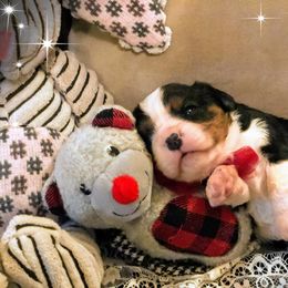 Cavalier King Charles Spaniel Puppies from Amber Field Cavaliers