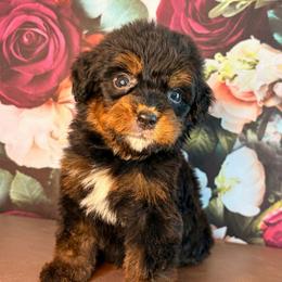 Sequoia - Tri-color male Bernedoodle puppy in Travelers Rest, South Carolina from Bernedoodle.do