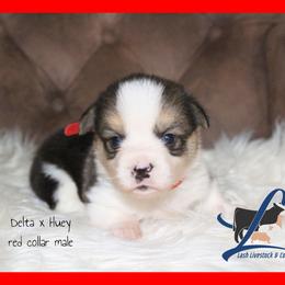 Red male - Black and tan male Pembroke Welsh Corgi puppy in Wayne City, Illinois from Lash Livestock & Corgis