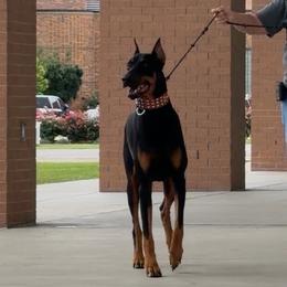 Zeus - Black and rust male Doberman Pinscher puppy in Overton, Texas from Obsidian Kennel
