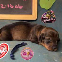 Layla - Wild boar female Dachshund puppy in Livingston, Kentucky from Illyria Dox & GSD