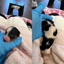 Boy 2 - Blue tan and white male Biewer Terrier puppy in Chester, South Carolina from Classic Biewers