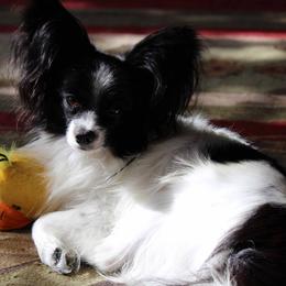 Papillon Puppies from Winghaven