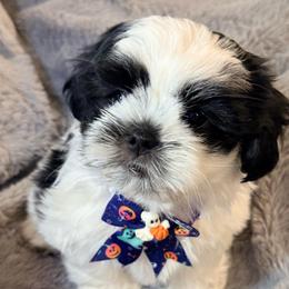 Enzo - Black and white male Shih Tzu puppy in Northridge, California from Our ShihTzu Family
