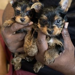 Cane Corso and Yorkshire Terrier Puppies from Alldae Guardians