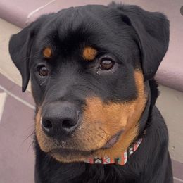 Rottweilers from Barbara De Groodt