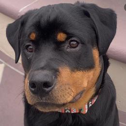 Rottweilers from Barbara De Groodt