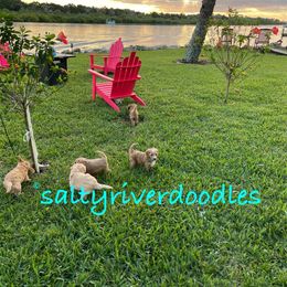 Goldendoodle Puppies from Salty River Doodles