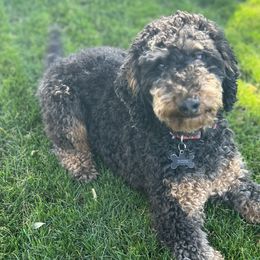 Bernedoodles, Bernese Mountain Dogs, Irish Doodles, and Poodles from Huckleberry Doodles