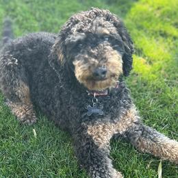 Bernedoodles, Bernese Mountain Dogs, Irish Doodles, and Poodles from Huckleberry Doodles
