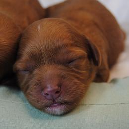 Cupcake - Red female Cavapoo puppy in Mountain Grove, Missouri from Dogwood & Sassafras Companions