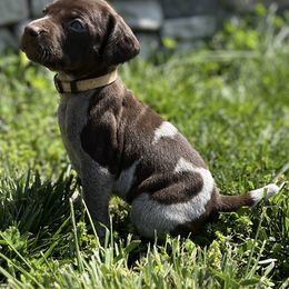 German Shorthaired Pointers from Chris's GSPs