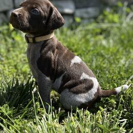 German Shorthaired Pointers from Chris's GSPs
