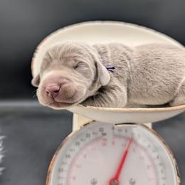 Linda - Silver gray female Weimaraner puppy in Evart, Michigan from Drehbar Weimaraners