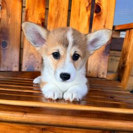 Maggie - Red female Pembroke Welsh Corgi puppy in El Dorado Springs, Missouri from Trixie Dixie