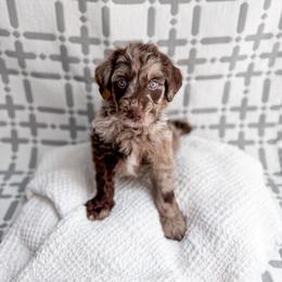 Whiskey - Merle male Goldendoodle puppy in Greencastle, Indiana from Willow & Co.