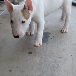 Miniature Bull Terrier Puppies from Desert Desperados