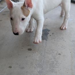Miniature Bull Terrier Puppies from Desert Desperados
