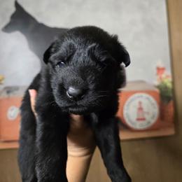 Onyx - Magenta Collar Male - Black male German Shepherd puppy in Hawthorne, Florida from Lace's High Flying German Shepherds And Golden Retrievers