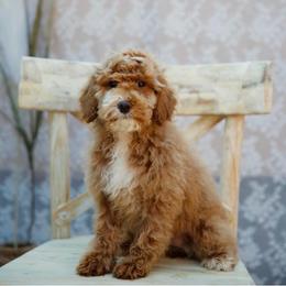 Red collar girl - Apricot female Goldendoodle puppy in Spokane, Washington from Beloved_doodles_WA
