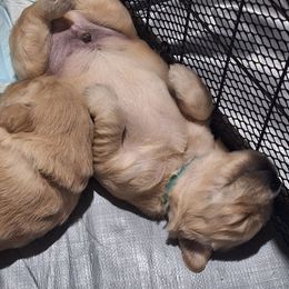 Light blue boy - Light golden male Golden Retriever puppy in Westminster, Massachusetts from Gemstone Golden Retrievers