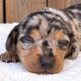 Mrs. Puff - Black and tan female Dachshund puppy in Warm Springs, Arkansas from Seven Hills Arkansas