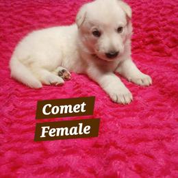 Comet (Brown) - White female German Shepherd puppy in Bedias, Texas from TiPi S Ranch's German Shepherds