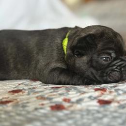 Sparky - Brindle male French Bulldog puppy in Varnville, South Carolina from DF's Unlimited Ruff