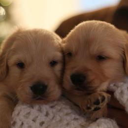 Male pup - Golden male Golden Retriever puppy in Lemoore, California from UnrivaledGoldens
