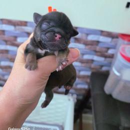 O'Rourke - Gold male Shih Tzu puppy in Richmond, Texas from Aleka Shih Tzu