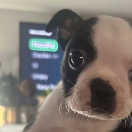 Boston Terriers from Young's Boston Terriers