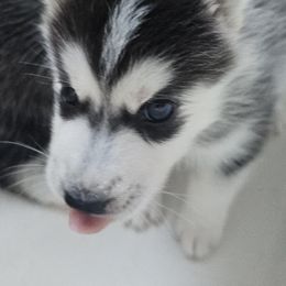 Pomsky Puppies from Peoria Pomskies