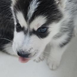 Pomsky Puppies from Peoria Pomskies