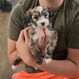 Clover - Sable female Chinese Crested puppy in Springfield, Oregon from Rose’s Chinese Cresteds