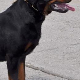Rottweilers from Power Hause Kennels