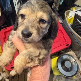 Shaded Cream Female - Cream female Dachshund puppy in Highland Home, Alabama from Landey's Long Dogs