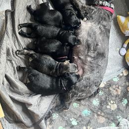 Miniature Schnauzer Puppies from Chantel's Miniature Schnauzers