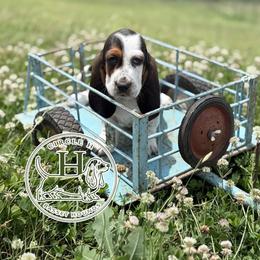 Coco - Black white and brown female Basset Hound puppy in Konawa, Oklahoma from Circle H Basset Hounds