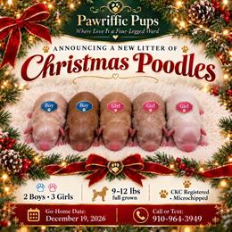 Snowflake - Cream female Poodle puppy in Spring Lake, North Carolina from Pawriffic Pups
