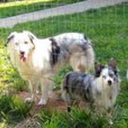 Miniature Australian Shepherds from Baja Farms Aussie's