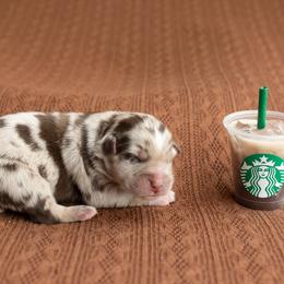 Toffee - Red merle female Australian Shepherd puppy in Kathleen, Georgia from CM Farm