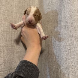 Parti 1 - Parti female Goldendoodle puppy in Sanford, Florida from Florida Coast Golden Doodles