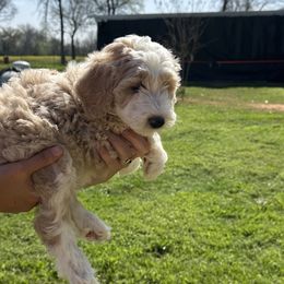 Boy 3 - Fawn and white Sheepadoodle puppy in Franklin, Texas from Cross Doodles