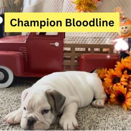 Lil' Danny Boy - Red brindle and white male Bulldog puppy in Tremonton, Utah from Snuggle Pups