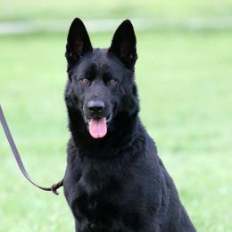 Greta - German Shepherd