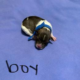 Boy 2 - Parti male Miniature Schnauzer puppy in Dunlap, Tennessee from Beards of Glory