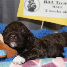 Trento - Brown male Lagotto Romagnolo puppy in Coos Bay, Oregon from Royal and Loyal Lagotto Romagnolo