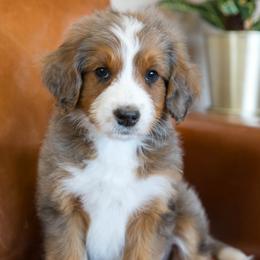 Jellybean - female Australian Mountain Doodle puppy in Lafayette, Missouri from Brick House Farm Doodles